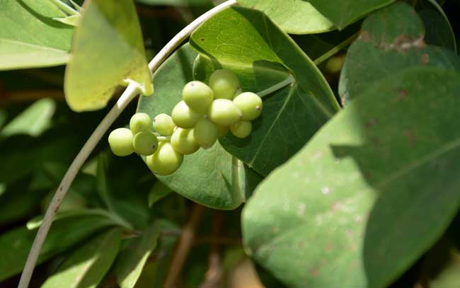 Lonicera arizonica, Arizona Honeysuckle, Southwest Desert Flora